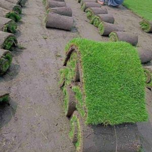 Korean Grass