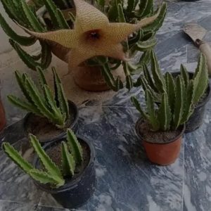 Stapelia gigantea