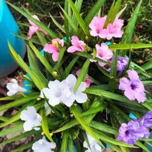 Petunia