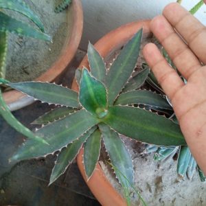 Agave univitata