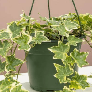 verigated English ivy