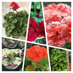 Geranium plant