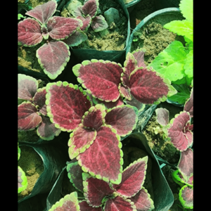 Coleus