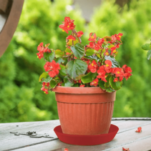 Pots with tray 5 packs