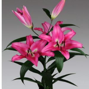 Frangraed lilium Seeds 5 Colors