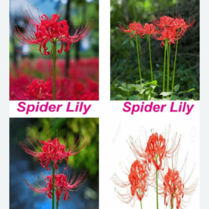 Spider lily bulb