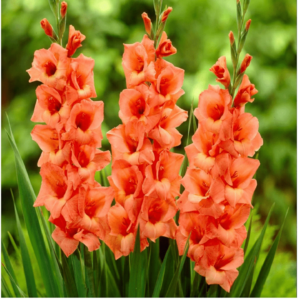 Gladiolus bulbs