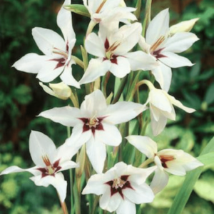 Gladiolus Callianthus