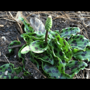 African hosta bulb