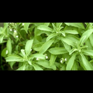Stevia seeds