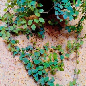 Creeping fig