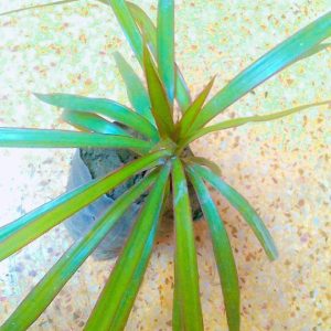 Dragon plant