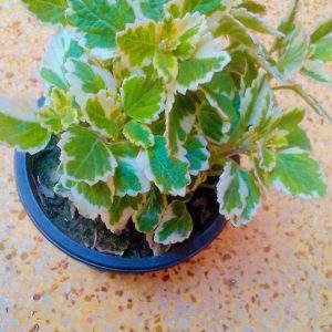 Swedish ivy plant