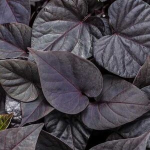 Purple Sweet Potato Vine