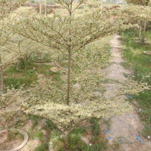 Verigated Terminialia