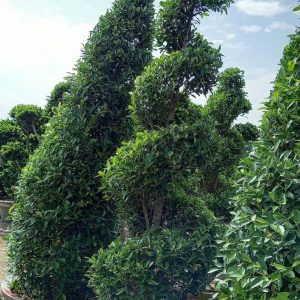 garden decoration plant