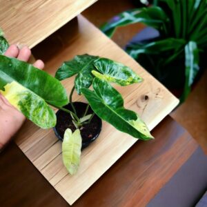 Philodendron Burle Marx Varigated