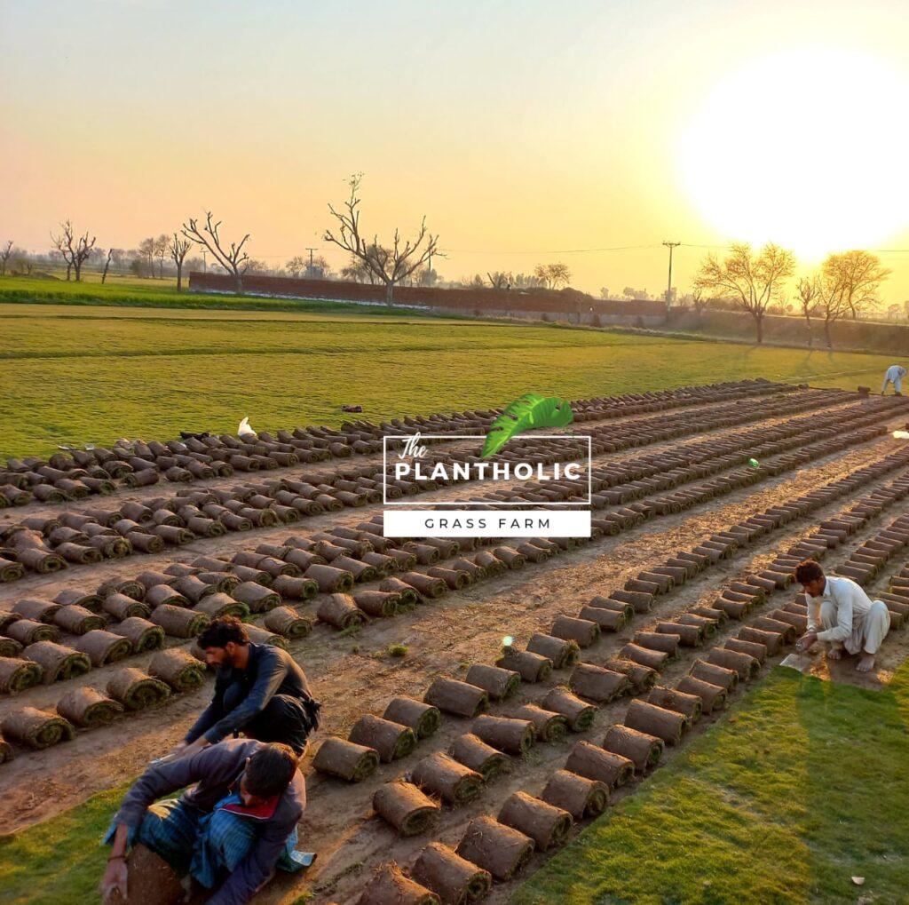 Buy Korean Grass All Over Pakistan Lahore Karcahi Multan