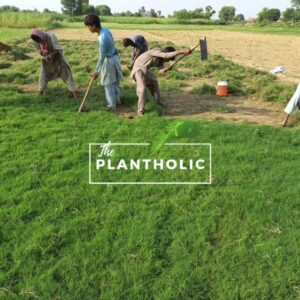 Fine Dhaka Plugging Grass