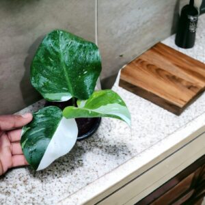 Philodendron White Wizerd