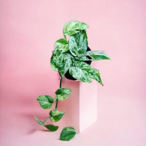 Epipremnum Pinnatum ‘Marble’