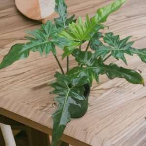 Philodendron Green Dragon