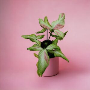 Syngonium Pink Salmon