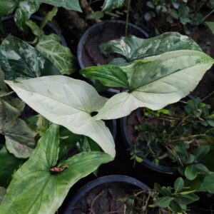 sygonium albo