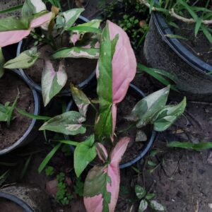 sygonium pink splash