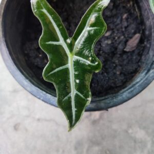 alocasia amazonica