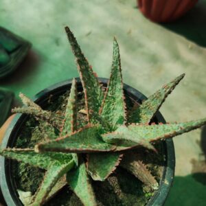 hybrid aloevera