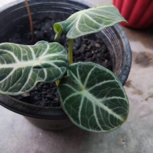 alocasia ninja