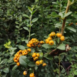 pyracantha red