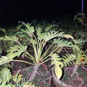 philodendron xanadu
