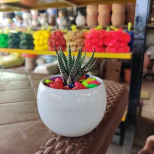 Imported Zebra plant