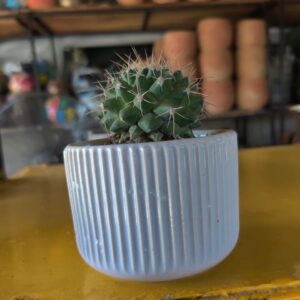 Mammilaria spinosissima