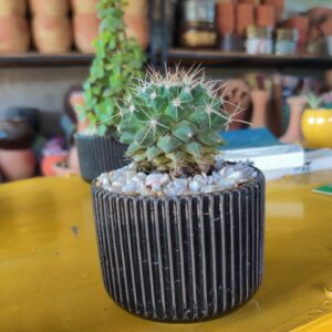Mammilaria spinosissima
