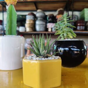 Imported Zebra plant