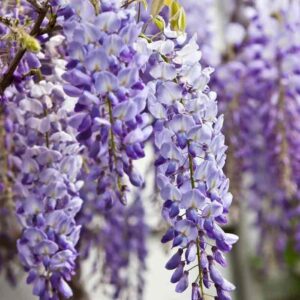 Westeria Vine