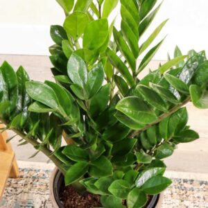 ZZ Plant