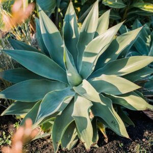 Agave