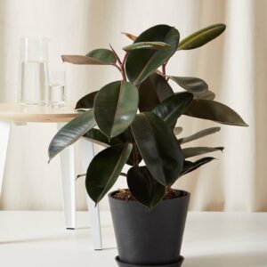 Rubber Plant