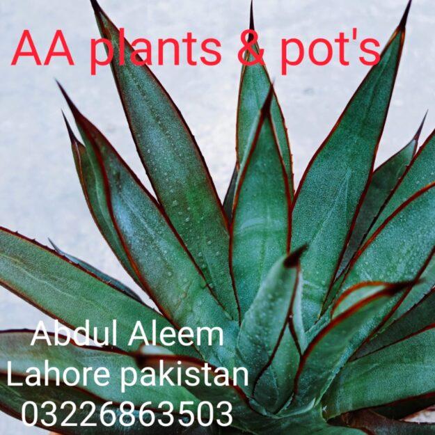 AA Plants & Pots
