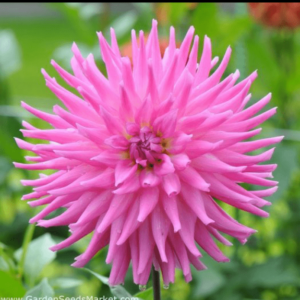 Dehlia Cactus pink Blub