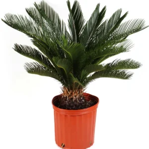 Kangi Palm