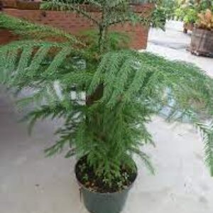 Araucaria