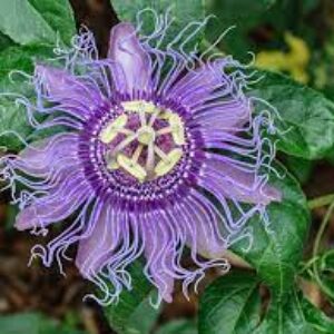 Passion Vine