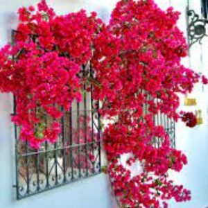 Bougainvillea Vine