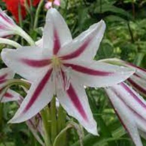 Crinum White lily bulbs