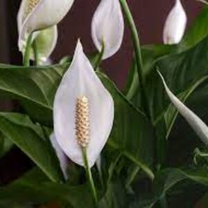 Peace Lilly